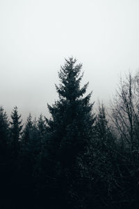 Low angle view of pine tree against sky