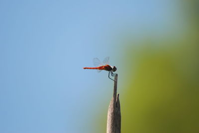 Close-up of insect against blue sky