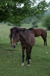 Horse standing on field