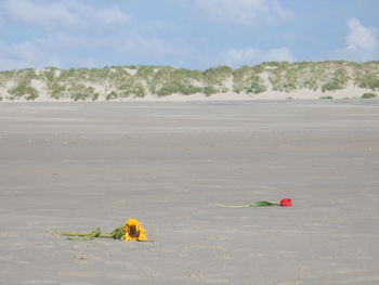 Scenic view of beach by sea against sky