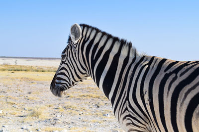 Side view of zebra sitting on land