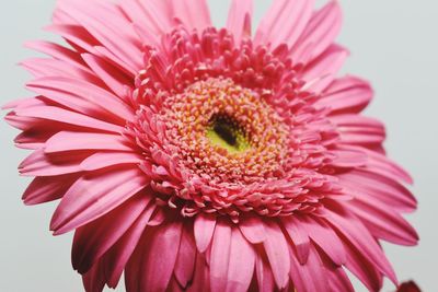 Close-up of pink daisy