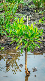 High angle view of tree by lake