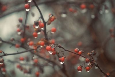 Red berries on a rainy day