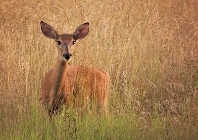 View of an animal on field