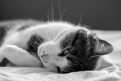 Close-up of cat sleeping