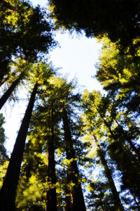 Low angle view of trees in forest