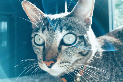 Close-up portrait of a cat