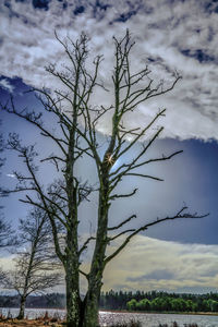 Silhouette tree against sky