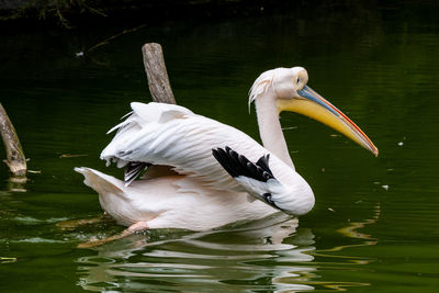 Swans swimming in lake