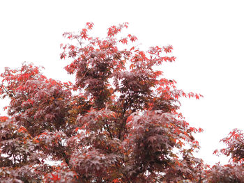 Low angle view of flowering tree against clear sky