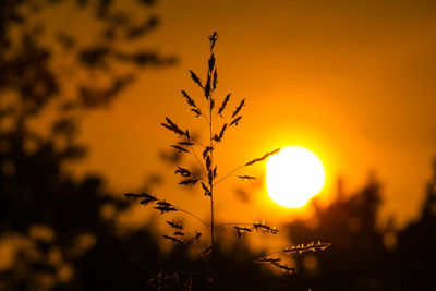 Scenic view of sunset