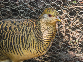 Pheasants in the park of ludwigsburg