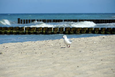 Seagull perching on a beach