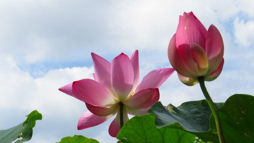 Close-up of pink water lily against sky