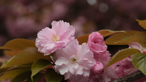 Close-up of pink flowering plant