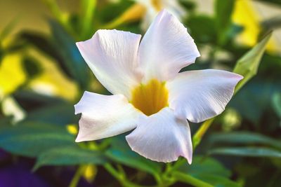 Close-up of flower blooming outdoors