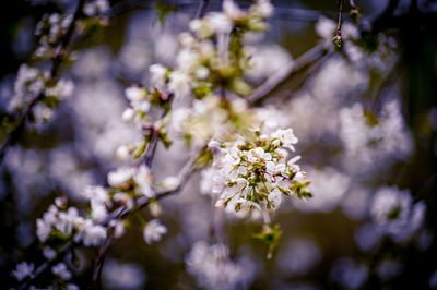 Close-up of white cherry blossoms in spring