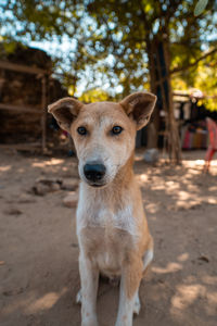 Portrait of dog on field