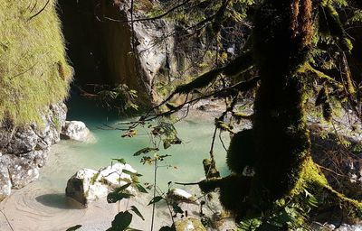 Trees growing in forest