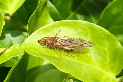 Close-up of insect on plant