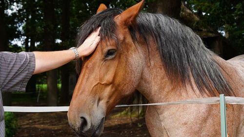 Close-up of a horse