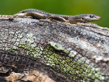 Close-up of lizard on tree