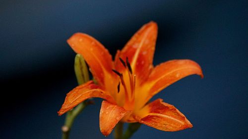 Close-up of orange day lily blooming outdoors