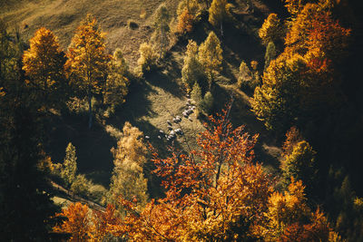 Trees in forest during autumn