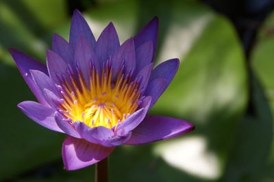 Close-up of lotus water lily blooming outdoors