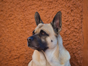 Close-up of dog looking away