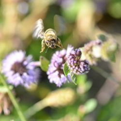 Close-up of insect on purple flowering plant