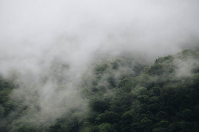 Aerial view of trees in foggy weather