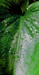 Plants growing in sunlight