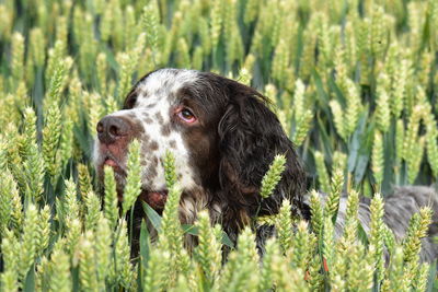 Dog looking away on field