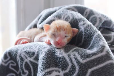 Close-up of cat relaxing on blanket