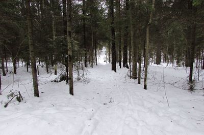 Trees in forest during winter