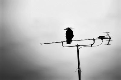 Low angle view of bird perching against sky