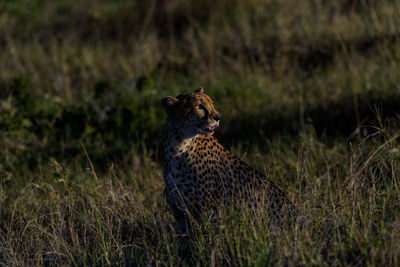 Cheetah walking on field