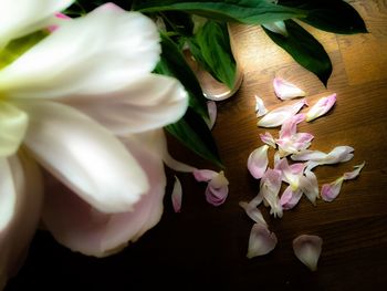 Close-up of white flowers