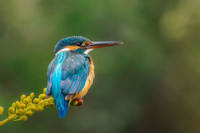 Close-up of bird perching on a branch