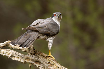 Close-up of bird perching on branch