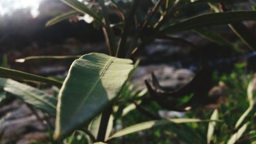 Close-up of plant