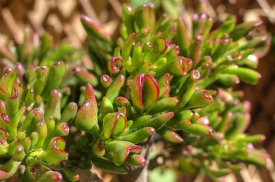 Closeup of crassula ovata gollum leaves. trumpet jade. outdoor. sunny day.