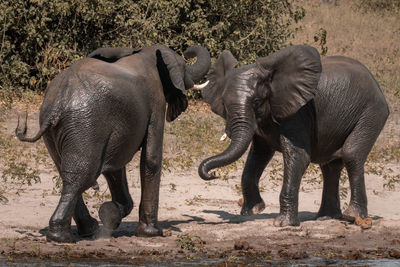 Elephants drinking water