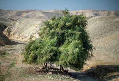 Scenic view of landscape