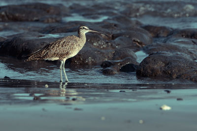 Bird perching on a beach