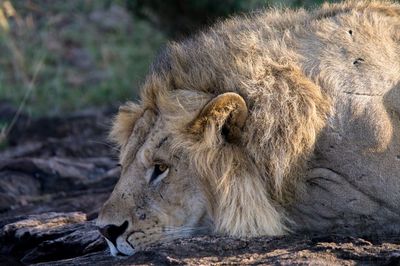 Close-up of lion lying down