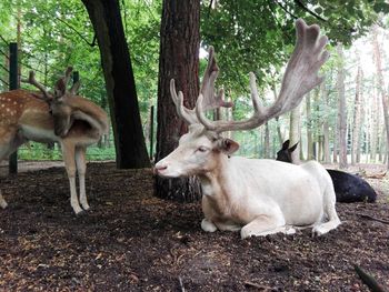 Deer on tree trunk