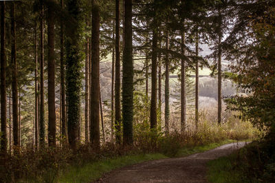 Pine trees in forest